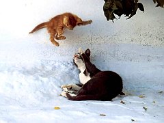 Gatti (152)